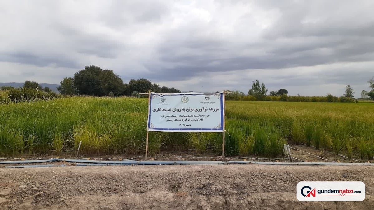 Mazandaran'da 13,5 hektar çeltik tarlasında kuru tarım yapıldı