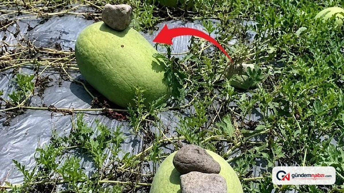 Çin'de karpuzlar için taş kullanımı yaygınlaşıyor