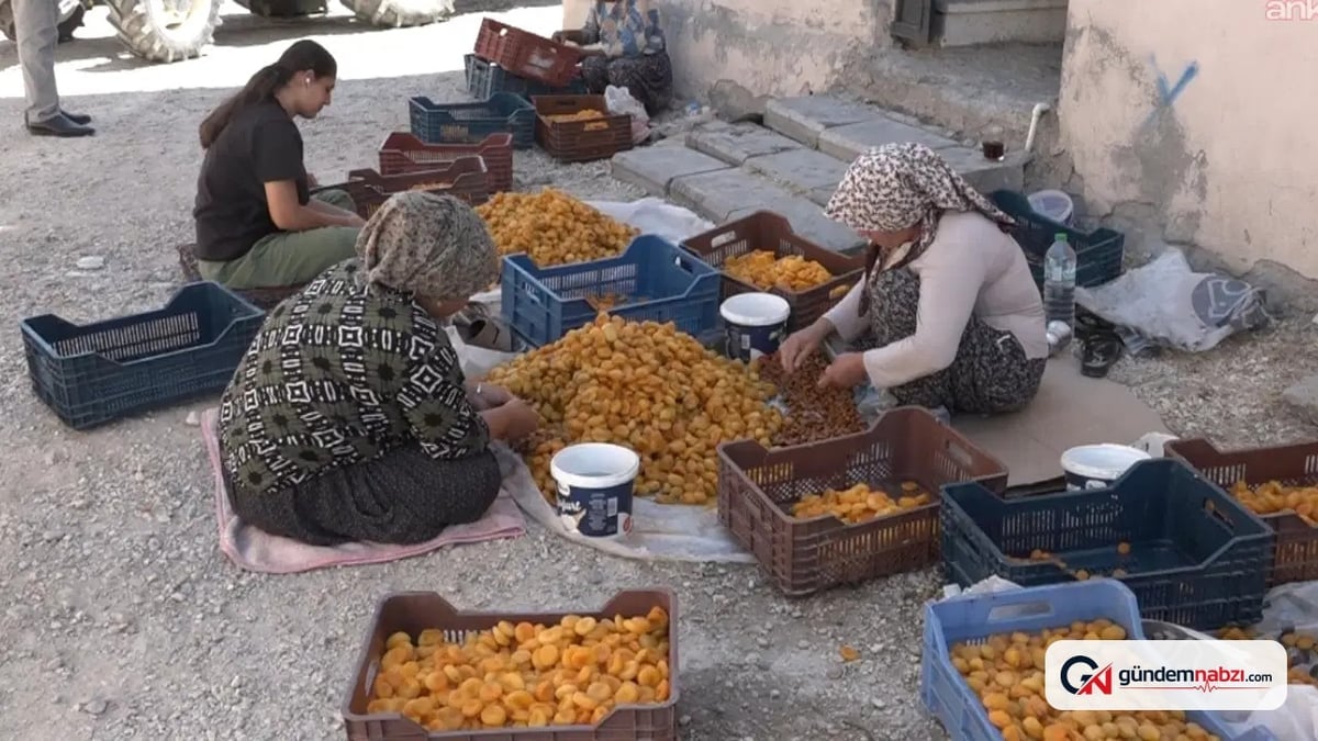 Malatyalı kayısı üreticisi yüksek maliyet ve düşük fiyat sorunuyla karşı karşıya