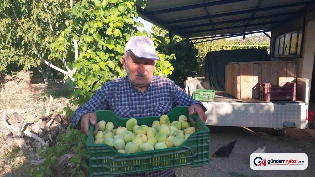 Mersin'in Mut ilçesinde incir hasadı başladı: 90 bin ton rekolte bekleniyor