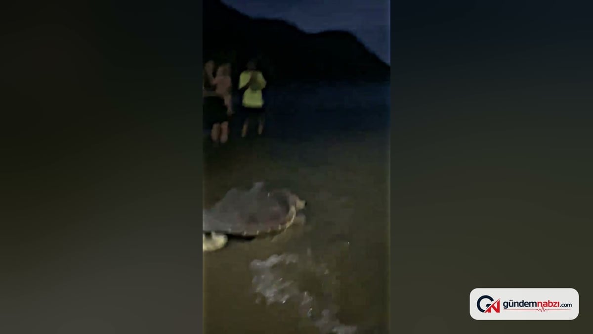 Muğla Marmaris'te tedavi edilen Kaan-19 kaplumbağası denizle buluştu