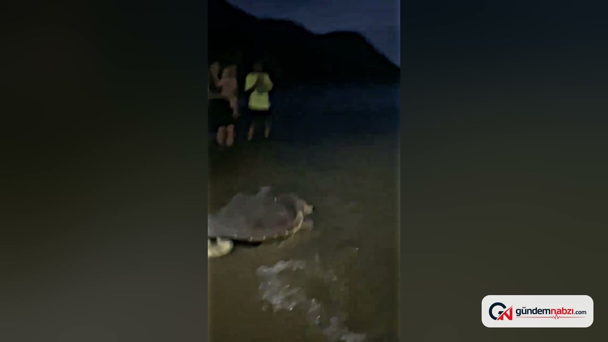 Muğla Marmaris'te tedavi edilen Kaan-19 kaplumbağası denizle buluştu