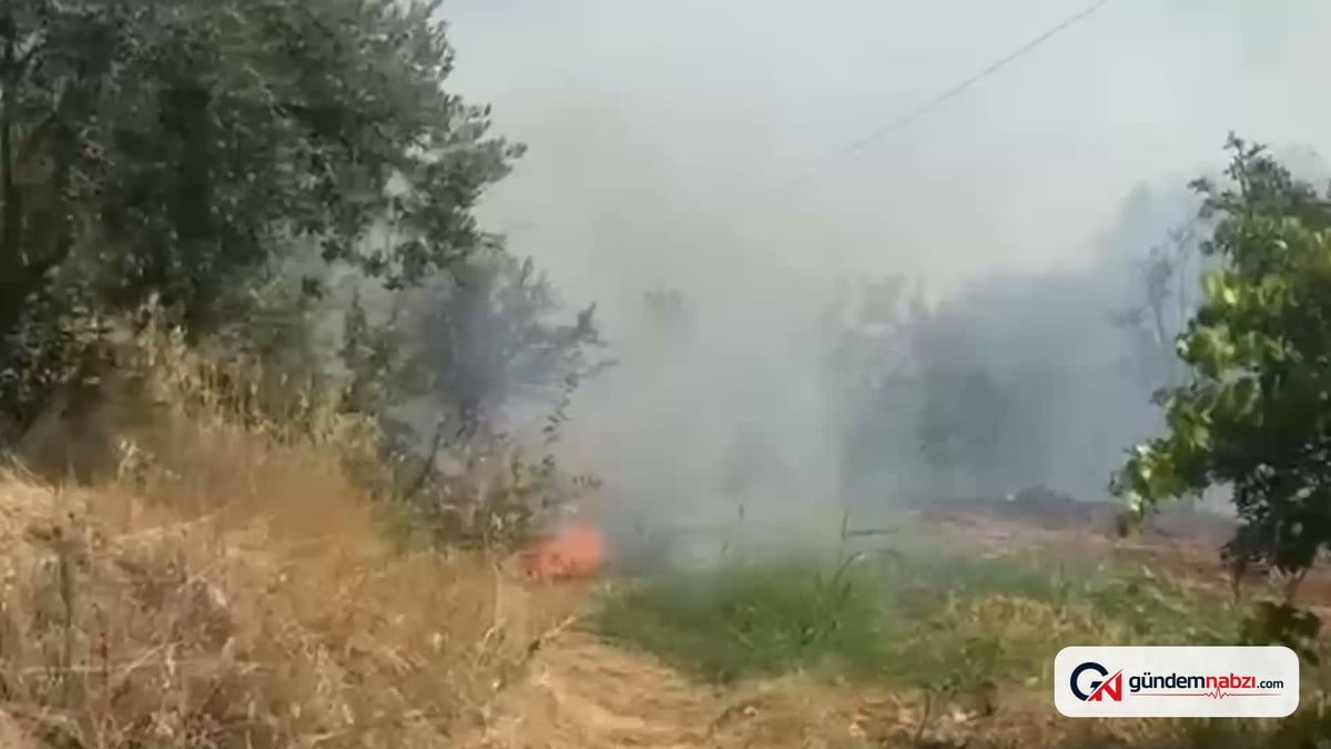 Aydın'da 50 dekar zirai alan yangında zarar gördü
