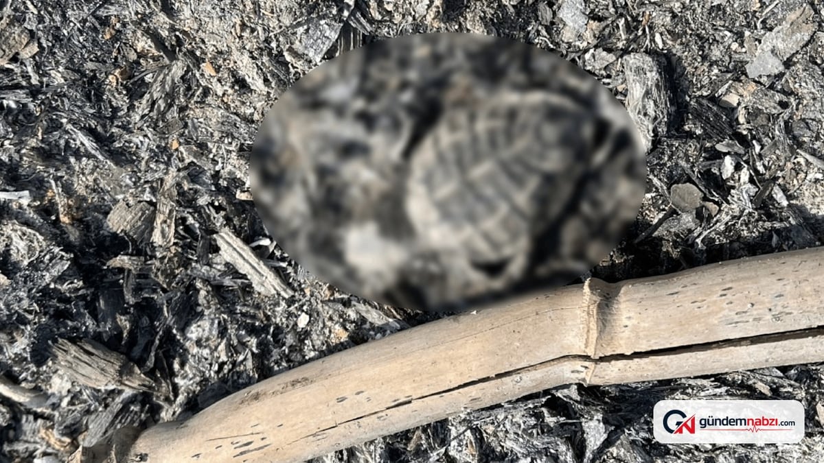 Ateş yasak ama dinleyen yok: Caretta yavrusu yandı