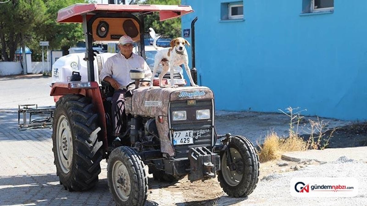 Çiftçinin sahiplendiği köpek Benekli yol arkadaşı oldu