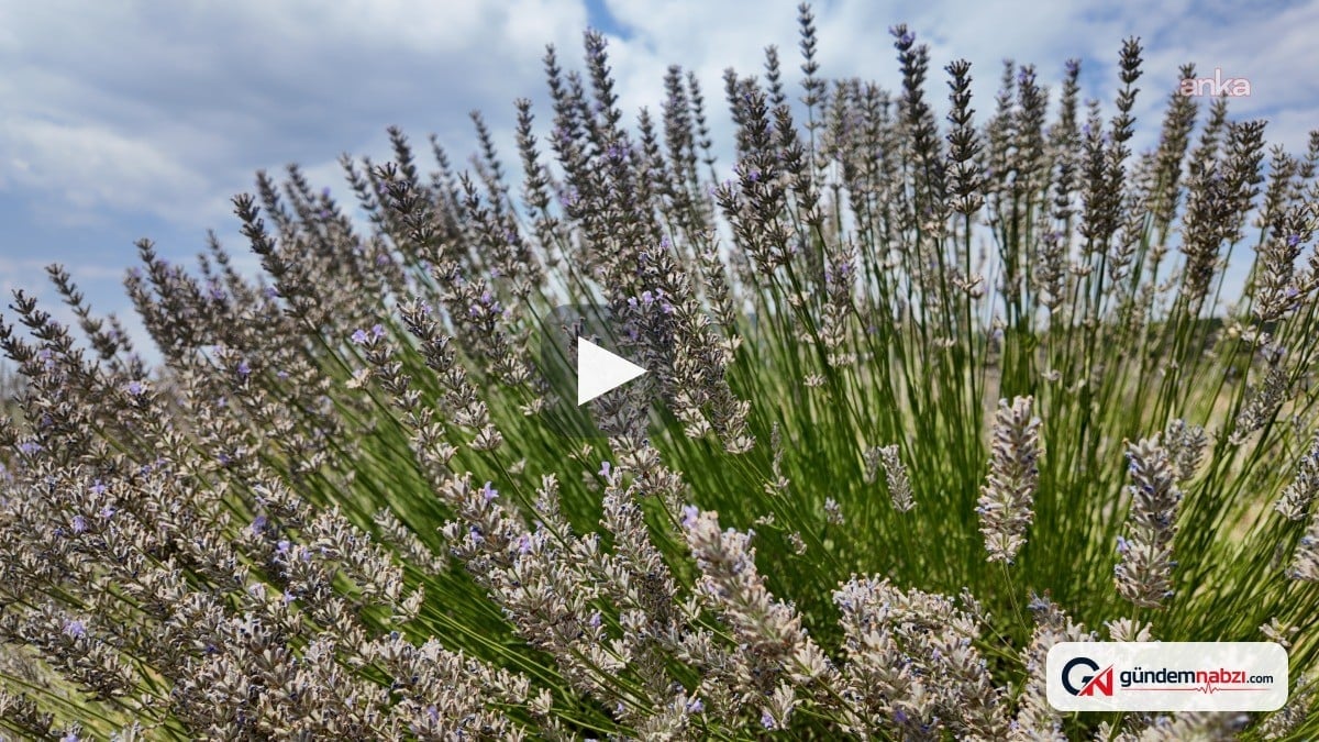 Isparta'da lavanta hasadı devam ediyor, turizme ilgi azaldı