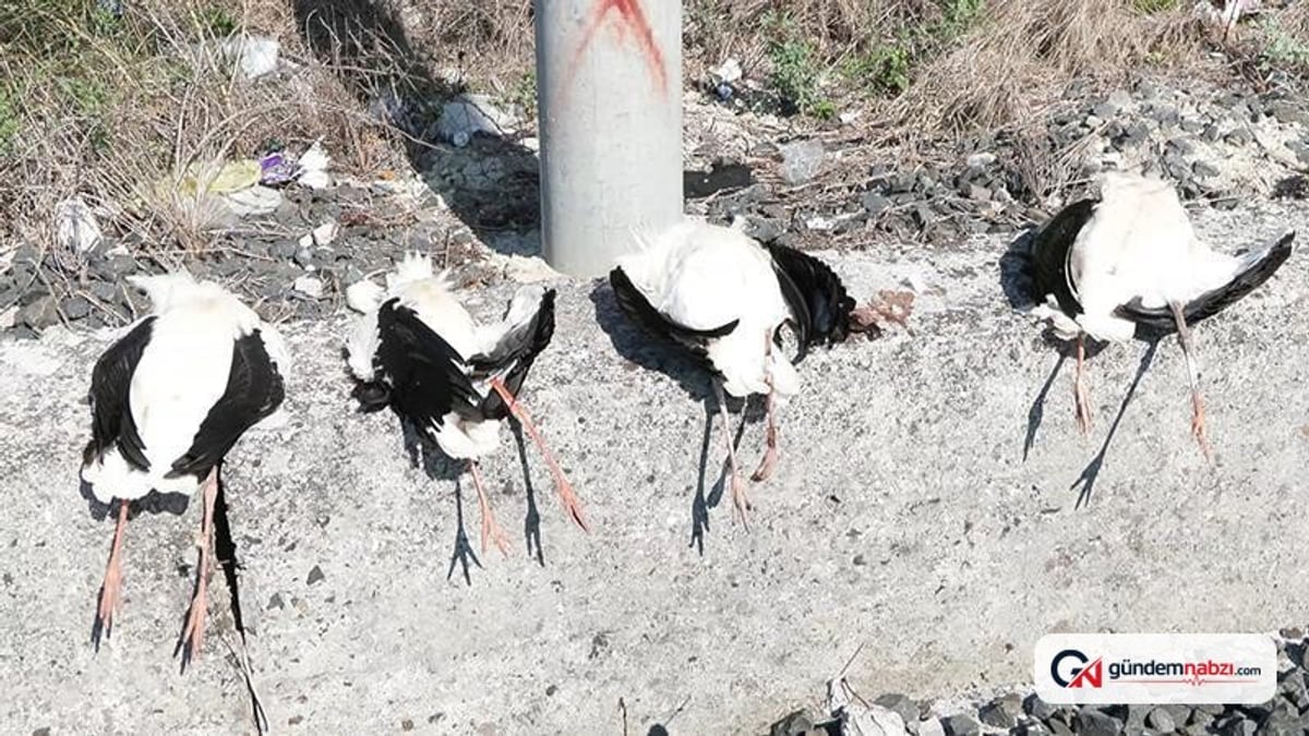 Küçükçekmece'de elektrik direklerine konan 52 leylek öldü