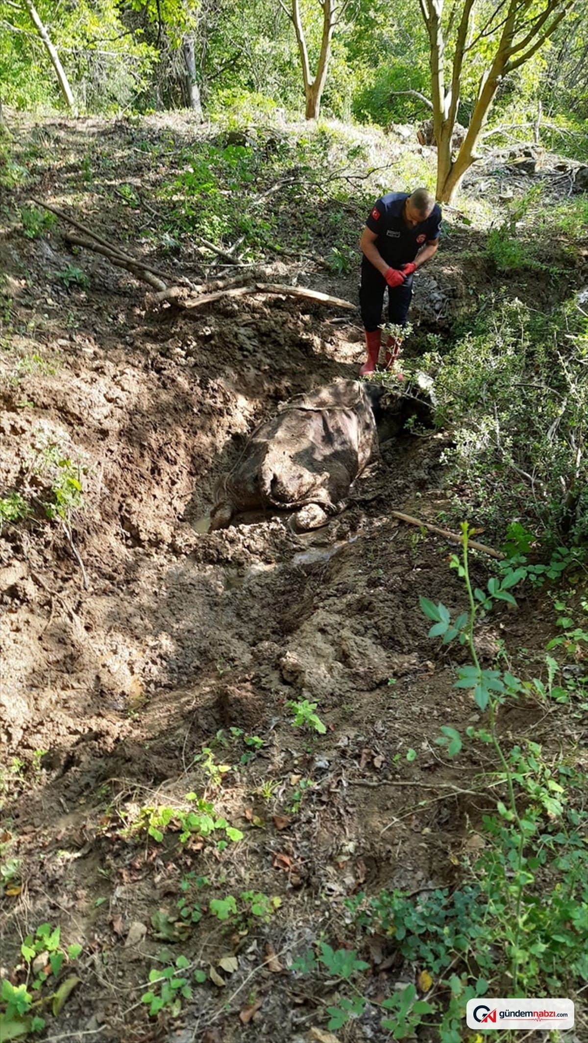 Tokat'ta bataklığa saplanan inek 4 saatte kurtarıldı