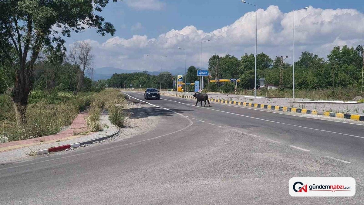 Zonguldak'ta yolda manda tehlikesi