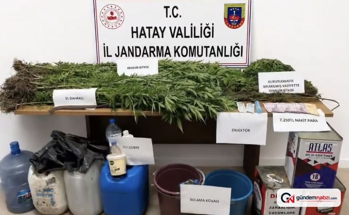 Hatay Dörtyol'da kenevir operasyonu gerçekleştirildi