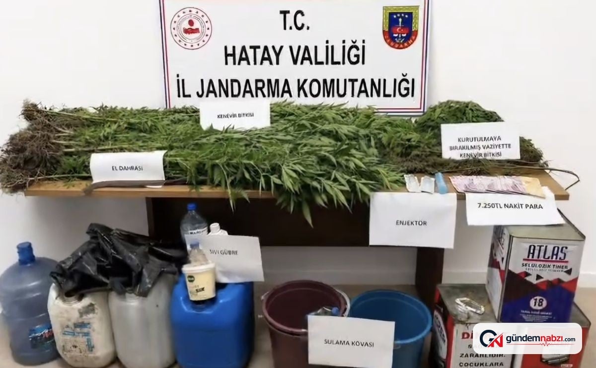 Hatay Dörtyol'da kenevir operasyonu gerçekleştirildi