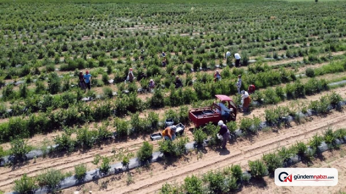 Ordu'da erken fındık hasadı başladı