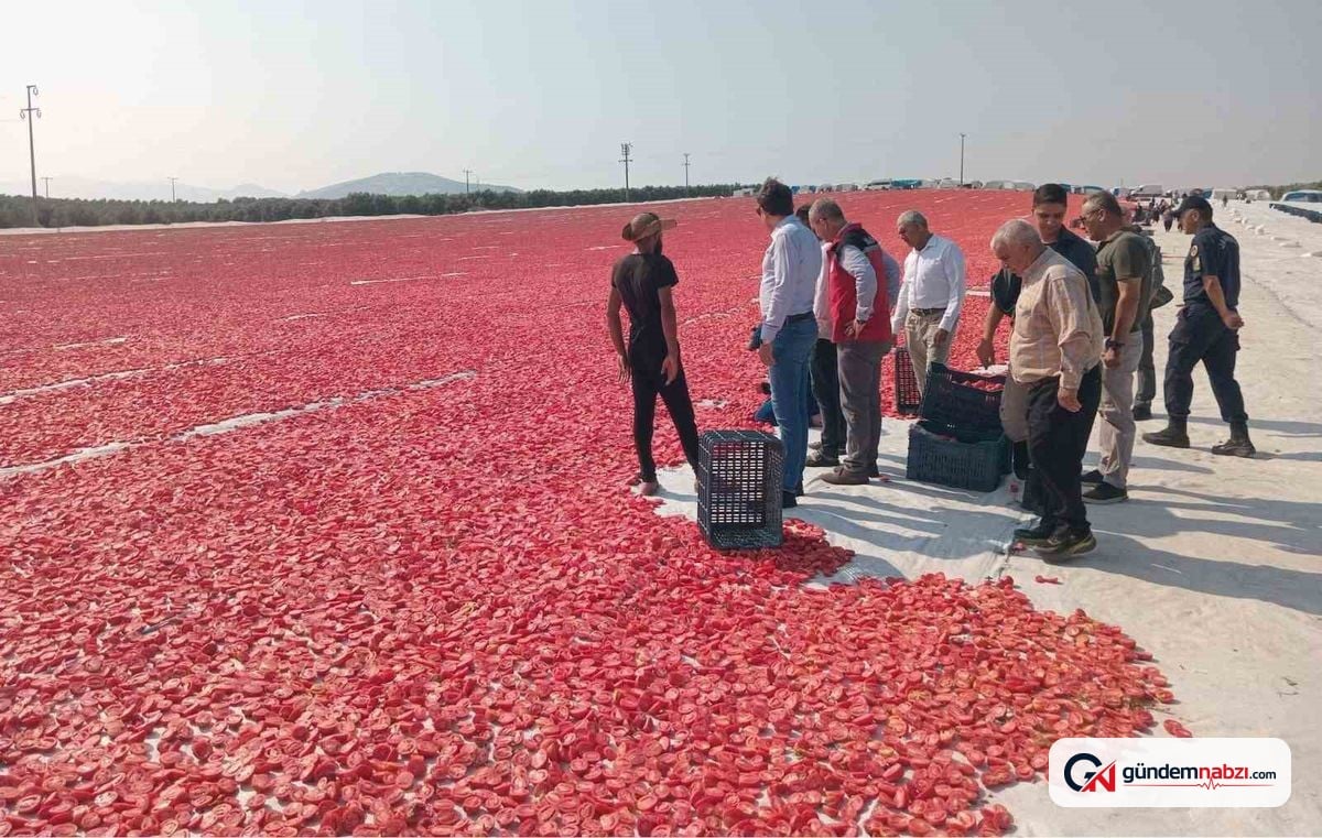 Manisa Saruhanlı'da 1.500 ton kuru domates ihraç ediliyor
