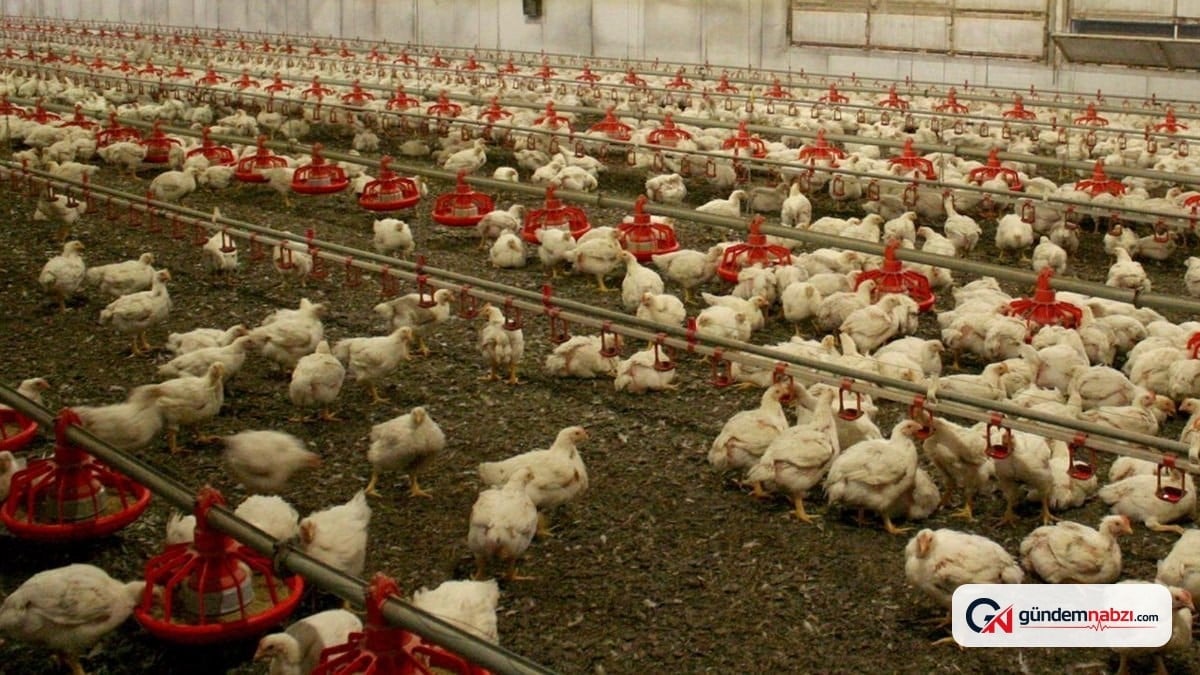 Avustralya'da kuş gribi önlemi: Kümes hayvanları kapatılıyor