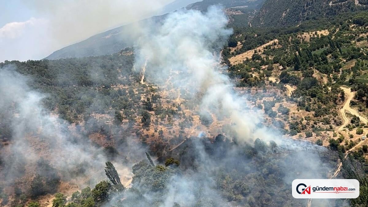 Aydın'da yangında 50 dönüm kestane bahçesi zarar gördü