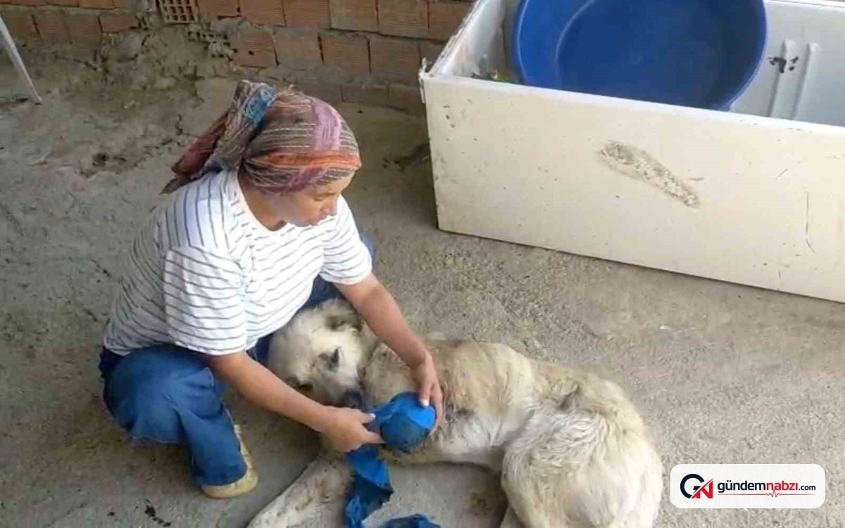 Çoban köpeği kurşunlandı, sahibi adalet istiyor