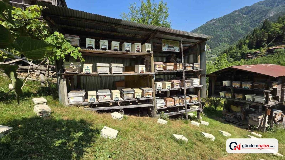 Artvin'de UNESCO korumasındaki Macahel'de bal hasadı başladı