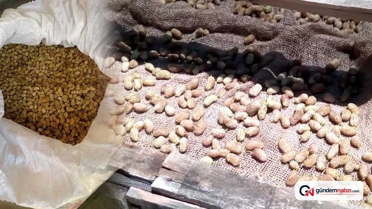 Dut, Türkiye'de yetişiyor ama ABD'de 'süper gıda' olarak satılıyor