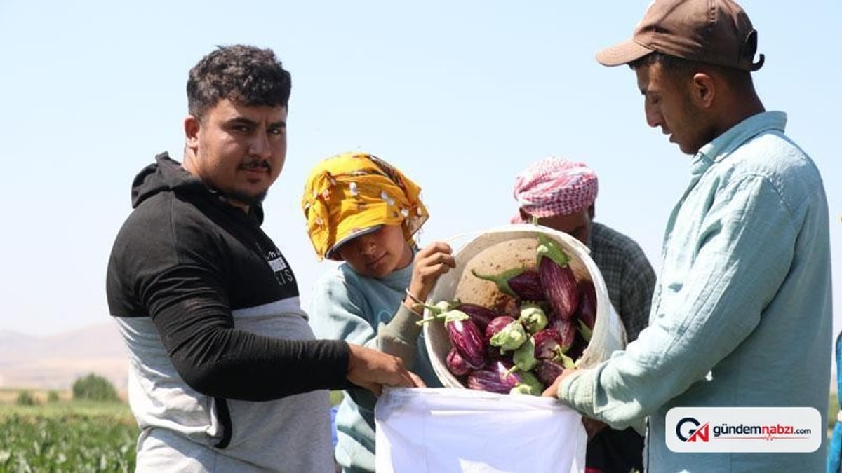 Kayseri'nin coğrafi işaretli Yamula patlıcanında hasat başladı