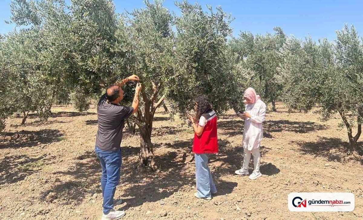 Manisa'da zeytin sineği için bahçeler kontrol ediliyor