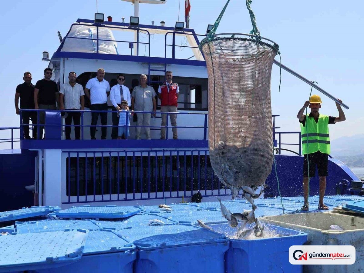 Arsuz'da balık hasadına kaymakam katıldı: 16 bin ton üretim ihraç ediliyor