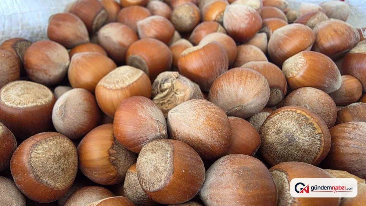 Düzce'den AB ülkelerine 6 bin 667 ton fındık gönderildi
