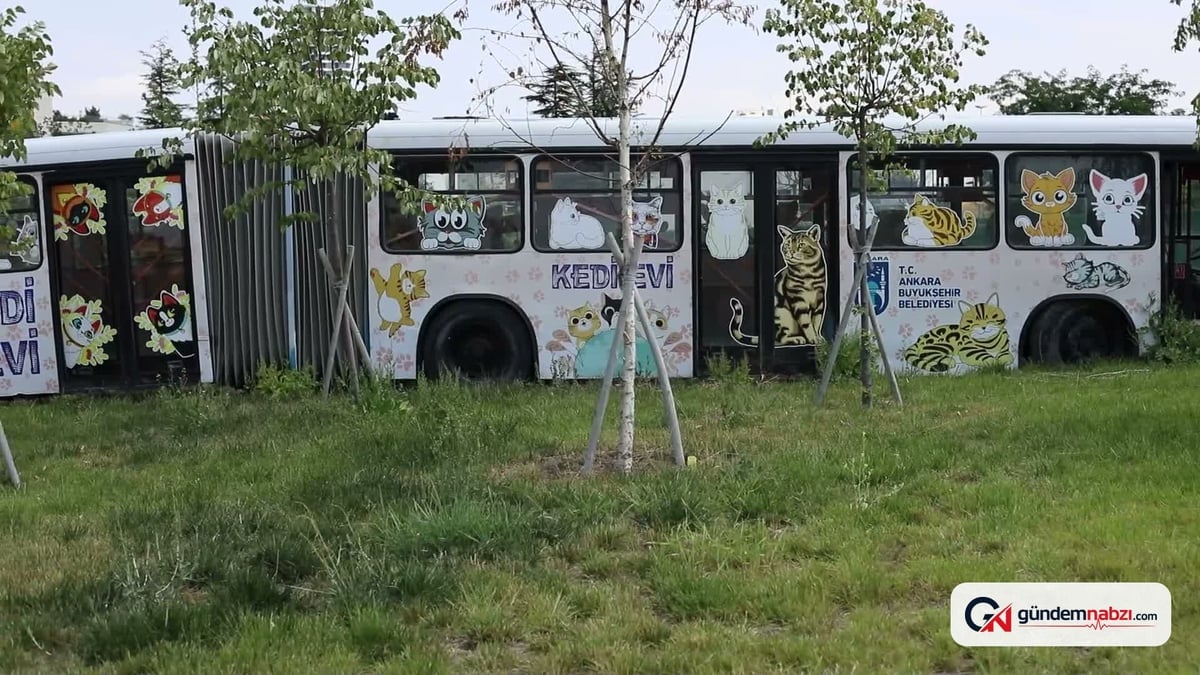 Ankara Büyükşehir belediyesi'nden kedilere özel yaşam merkezi