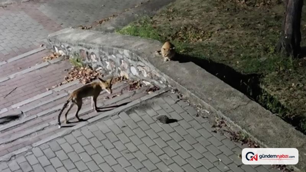 Bursa'da tilki, kedi ve kirpi parkta böyle karşılaştı