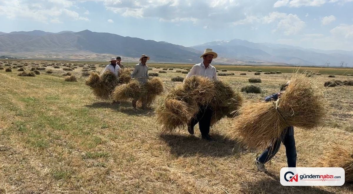 Hakkari'de Kavurucu sıcaklarda buğday hasadı yapılıyor