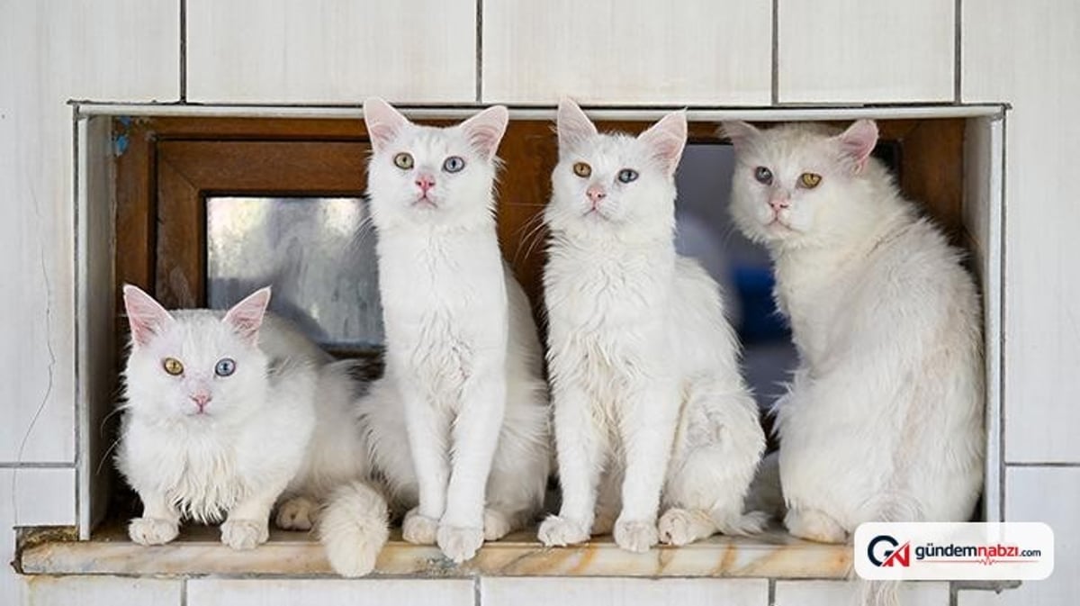 Van'daki Kedi Villası 80 bin ziyaretçi ağırladı