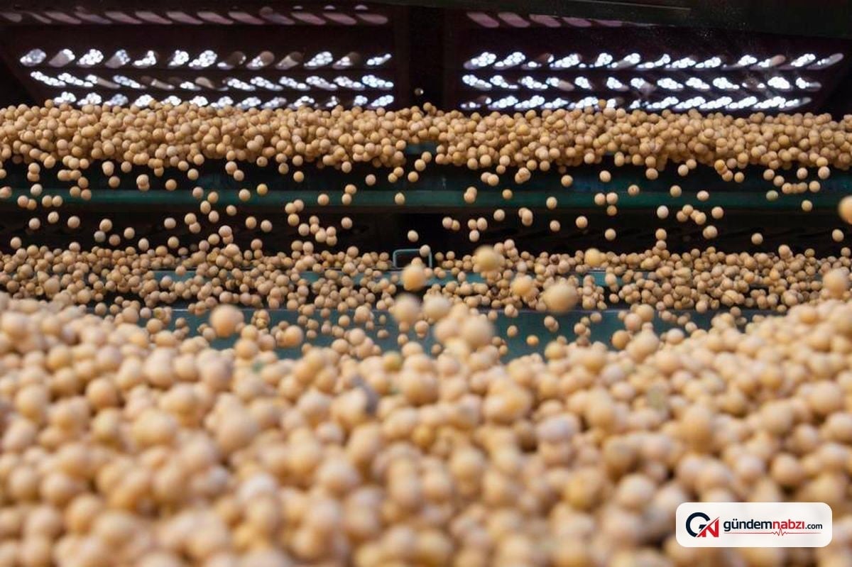 Güney Afrika, Çin'e 200 bin ton soya ihraç edecek