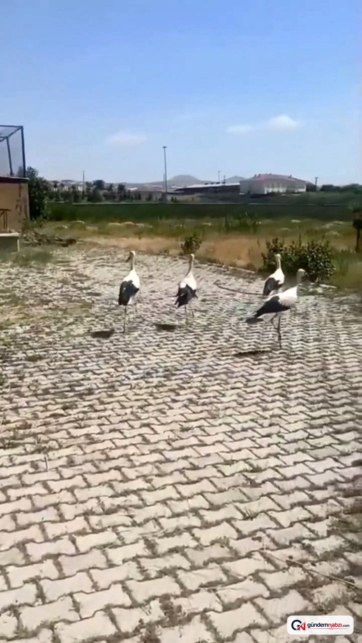 Bitlis'teki bitkin leylekler tedavi edilip doğaya salındı