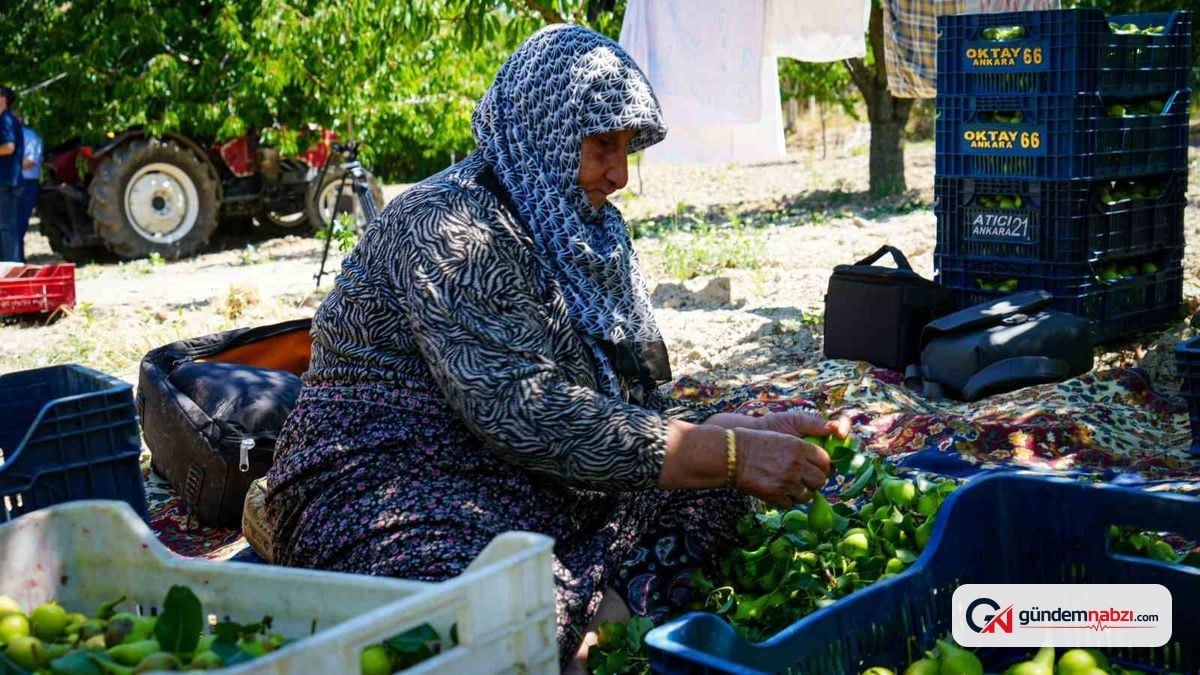 Ankara'da yaz armudu hasadı başladı