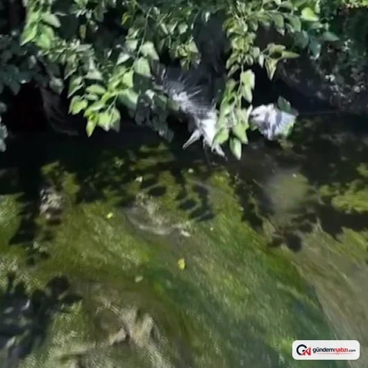 Sakarya'da çalılıklar arasında mahsur kalan kuş kurtarıldı