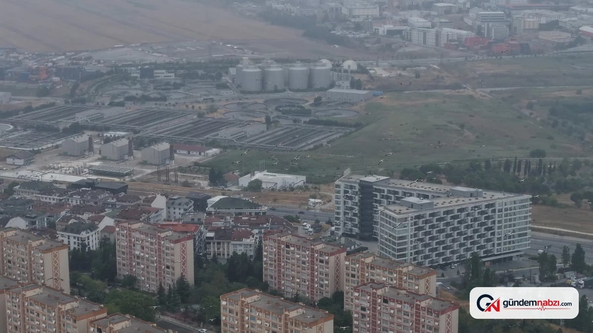 İstanbul'da yaz mevsiminde leylek göçü