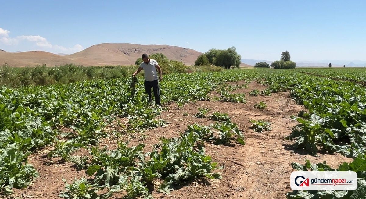 Erzincan'da ayı ve yaban domuzları tarım arazilerine zarar verdi