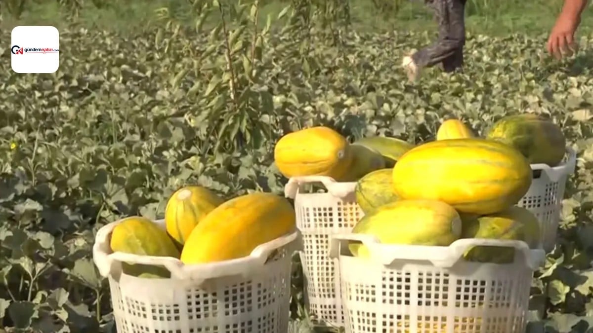 Manisa'da ata tohumu Altınbaş kavununda hasat başladı