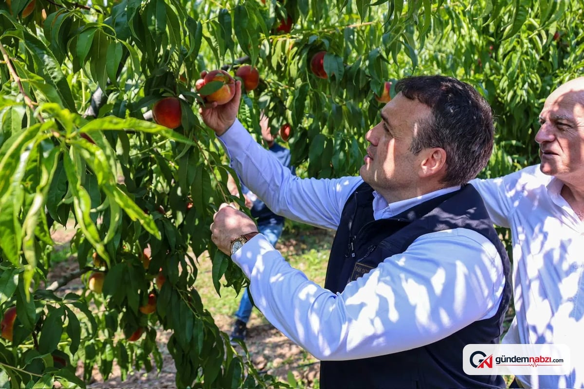 Bilecik'te 18 bin dekar alanda şeftali ve nektarin hasadı başladı