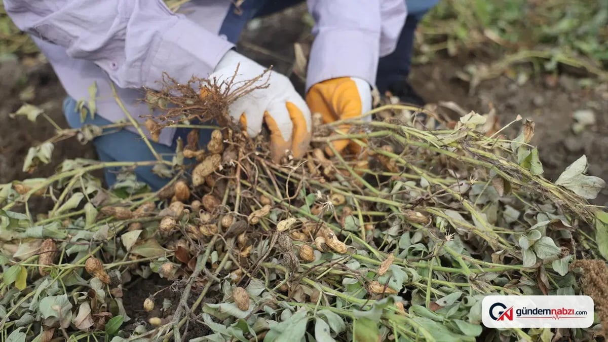 Kilis'te fıstık hasadı başladı, sıcaklık 40 dereceyi buldu