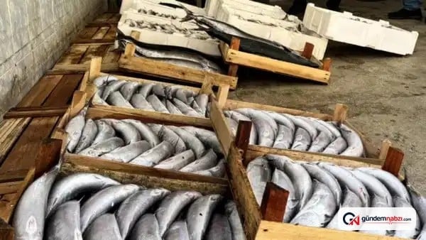 Karadeniz'de yasak dönemde 21 avcıya ceza verildi