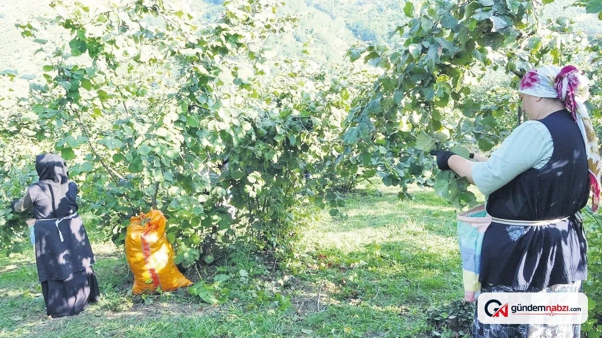 Fındık hasadı Ordu'da başladı