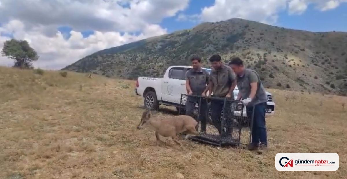 Bayburt'ta tedavisi biten yaban keçisi doğaya salındı