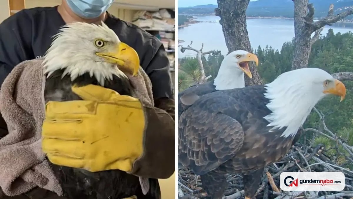İnternet fenomeni kartal Jackie hayatını kaybetti