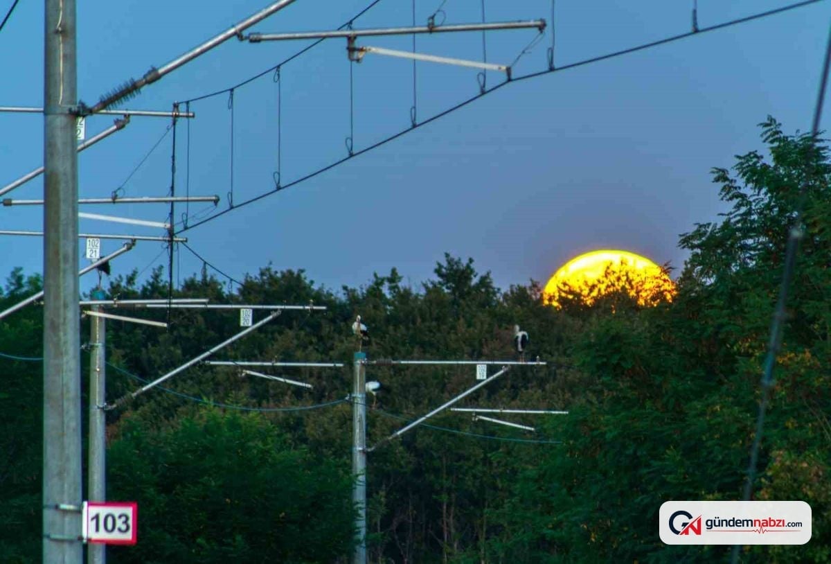 TCDD, göçmen kuşlar için bilimsel proje başlattı