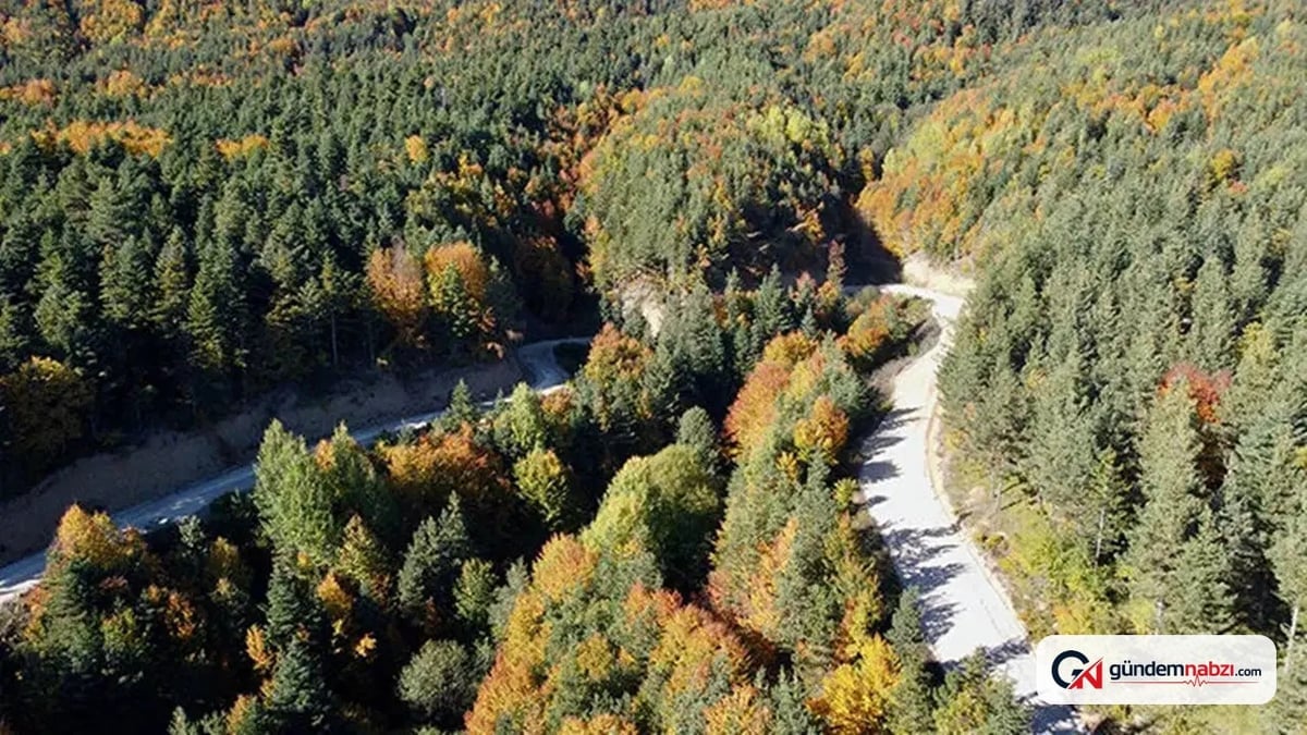 Bolu'da orman yangını uyarısı: Rüzgar ve sıcaklık artıyor