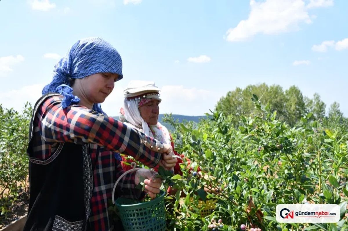 Dağda yaban mersini yetiştiriyor, devlet desteğiyle büyütüyor