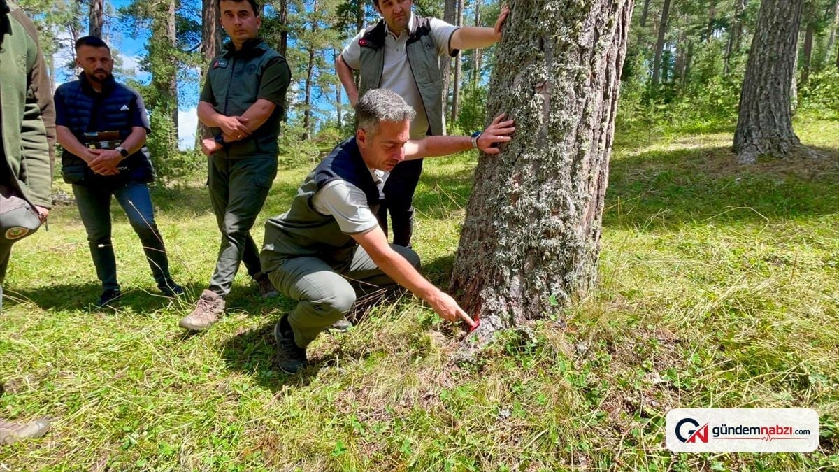 Ardahan'da dolu nedeniyle zarar gören sarıçam ormanları yenileniyor