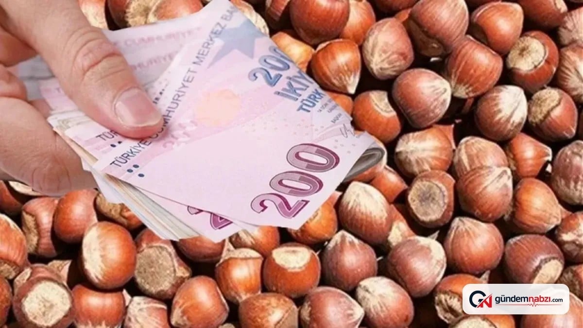 TMO fındık alım takvimini açıkladı: Fiyatlar ve şartlar belirlendi
