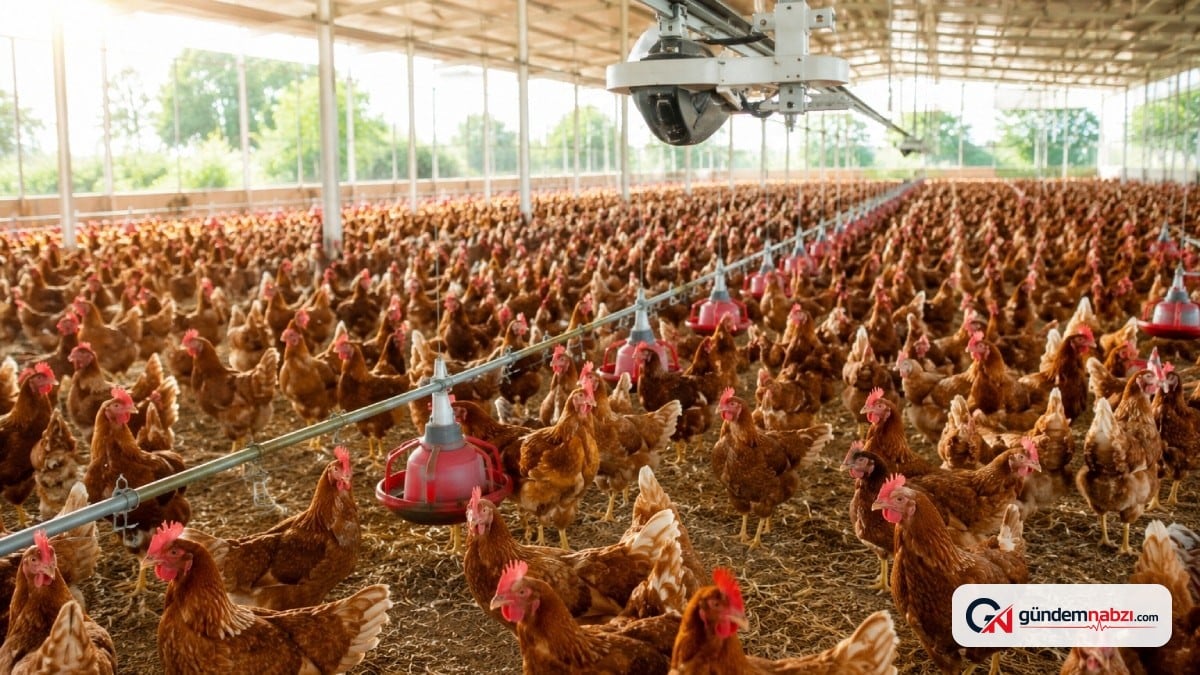 BioSentinel tavuklarda hastalığı erken tespit ediyor