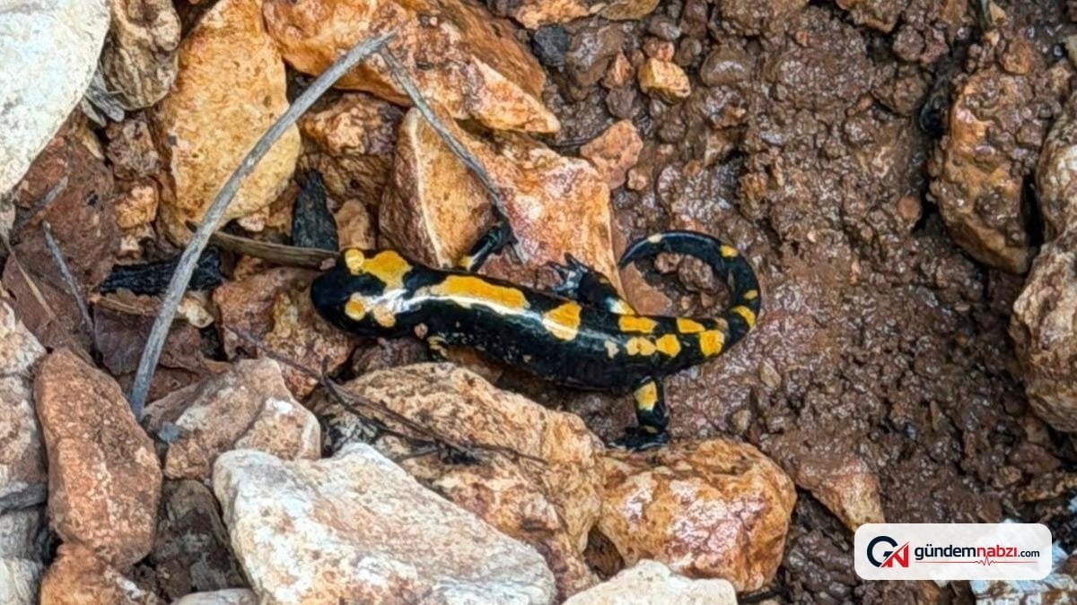 Adıyaman Besni'de ateş semenderi görüntülendi